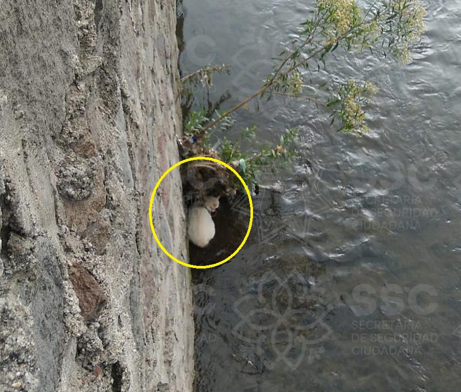 Bomberos rescatan a gatito que cayó al Zahuapan